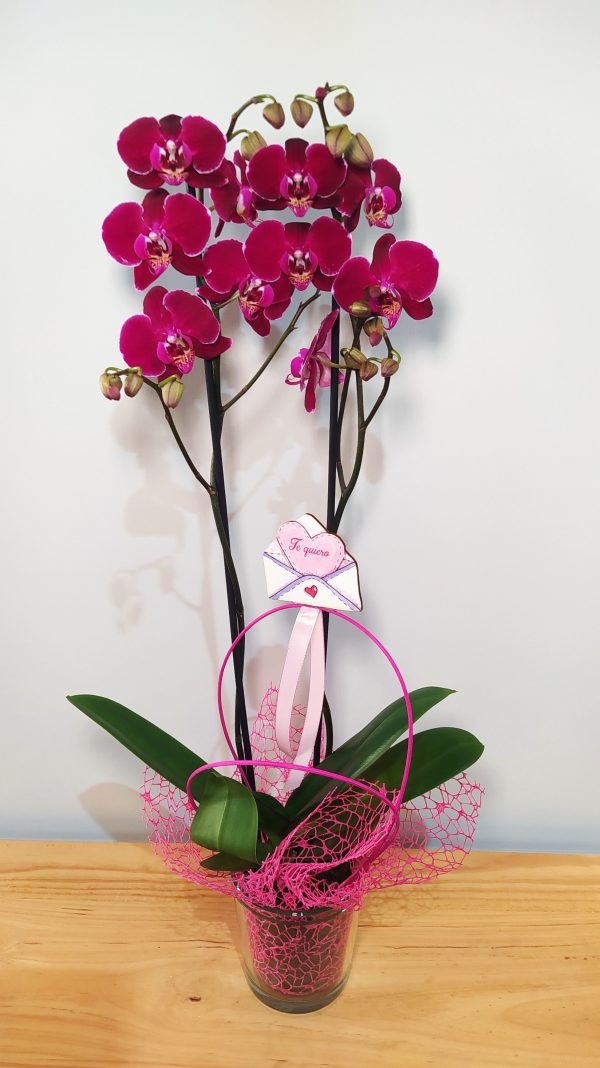 Elegante orquídea Phalaenopsis fucsia con dos varas florales, decorada con red y lazo rosa, y mensaje romántico 'Te quiero' en cristal decorativo